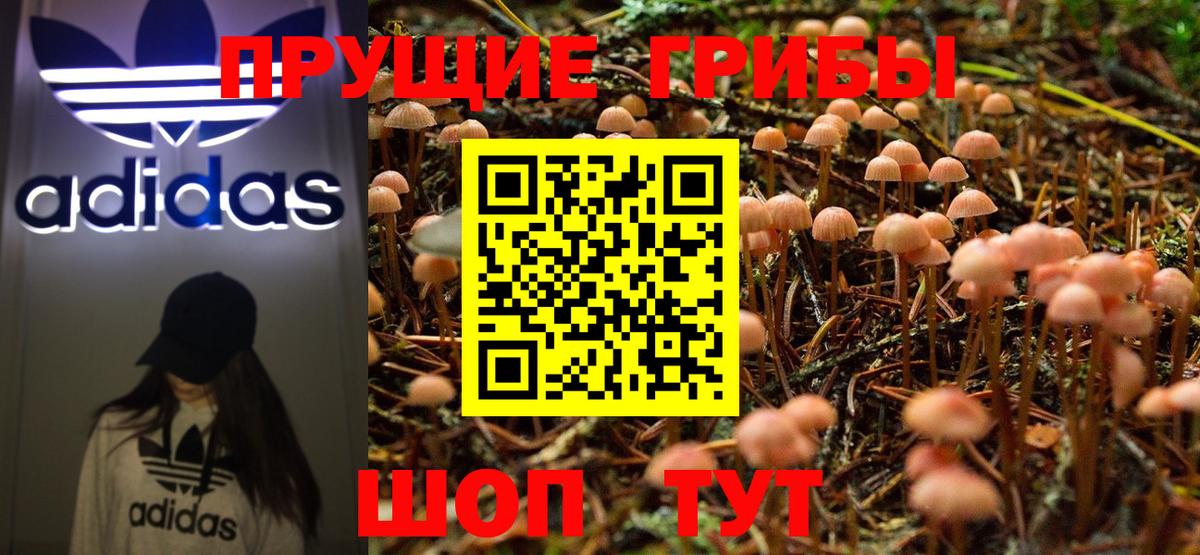 Псилоцибиновые грибы Psilocybe Чапаевск